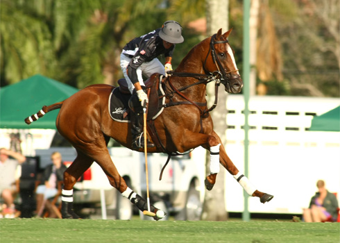 Photos-Faraway vs Lucchese polo team ipc polo club 8